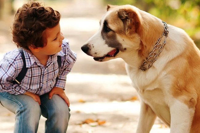 Practo launches 24x7 veterinary telemedicine and online consultation services for pets